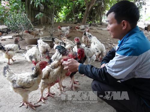 Năm Gà và ước vọng đại cát trong năm mới của người Việt
